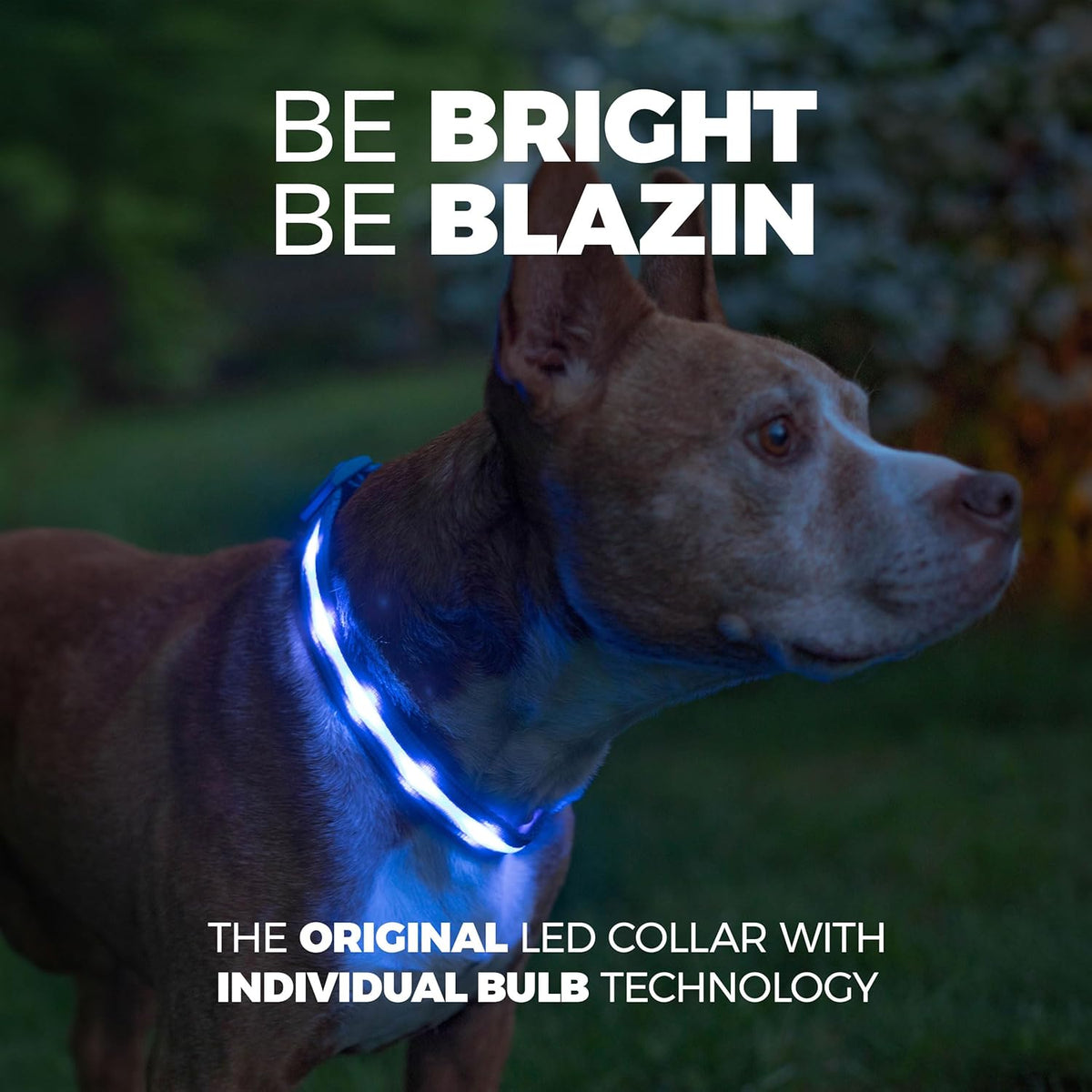 Light up Dog Collar - the Original LED Dog Collar - USB Rechargeable - Waterproof - 1,000 Feet of Visibility - Dog Collar Light for Small, Medium, Large Dogs - US Brand